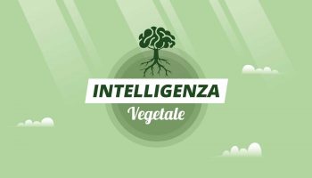 Intelligenza Vegetale - Ponte di Legno 34